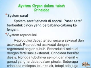 System Organ dalam tubuh
                Crinoidea
*System saraf
     System saraf terletak di aboral. Pusat saraf
 berben...
