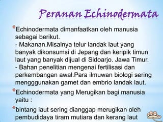 Peranan Echinodermata
*Echinodermata dimanfaatkan oleh manusia
 sebagai berikut.
 - Makanan.Misalnya telur landak laut yan...