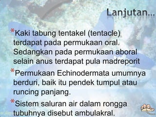 *Kaki tabung tentakel (tentacle)
terdapat pada permukaan oral.
Sedangkan pada permukaan aboral
selain anus terdapat pula m...