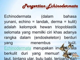 Pengertian Echinodermata

Echinodermata          (dalam        bahasa
yunani, echino = landak, derma = kulit)
adalah kelom...