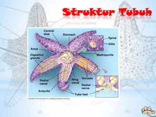 Struktur Tubuh
 