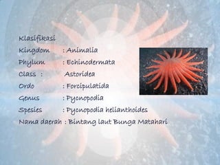 Klasifikasi
Kingdom       : Animalia
Phylum        : Echinodermata
Class :       Astoridea
Ordo          : Forcipulatida
G...