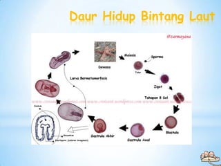 Daur Hidup Bintang Laut
 