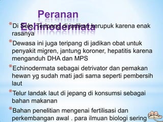 Peranan
*Di Solo, Teripang di jadikan kerupuk karena enak
    Echinodermata
 rasanya
*Dewasa ini juga teripang di jadikan ...