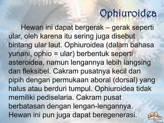 Ophiuroidea
    Hewan ini dapat bergerak – gerak seperti
ular, oleh karena itu sering juga disebut
bintang ular laut. Ophi...