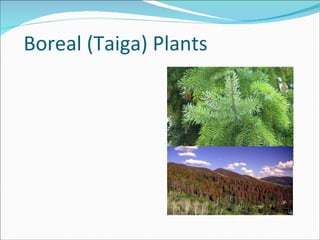 Boreal (Taiga) Plants 