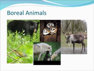 Boreal Animals 