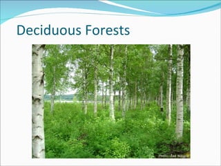 Deciduous Forests 