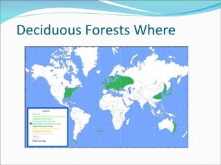 Deciduous Forests Where 