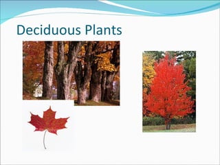 Deciduous Plants 
