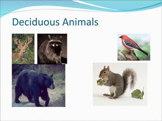 Deciduous Animals 