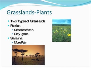 Grasslands-Plants Two Types of Grasslands Praries Not a lot of rain Only  grass Savanna  More Rain More trees 
