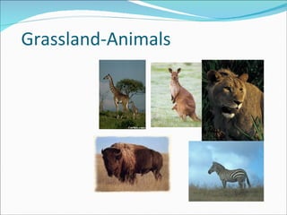 Grassland-Animals 