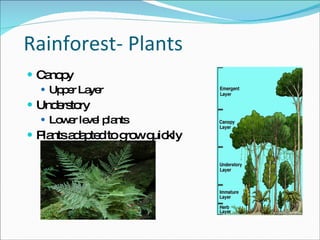 Rainforest- Plants Canopy Upper Layer Understory Lower level plants Plants adapted to grow quickly 