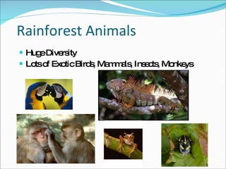 Rainforest Animals Huge Diversity Lots of Exotic Birds, Mammals, Insects, Monkeys 