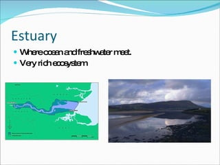 Estuary Where ocean and freshwater meet.  Very rich ecosystem 