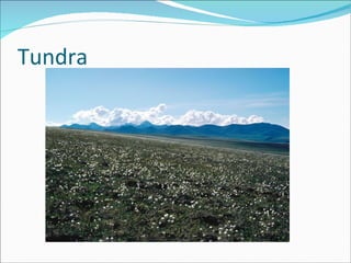 Tundra 