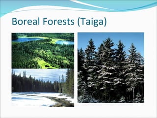 Boreal Forests (Taiga)‏ 