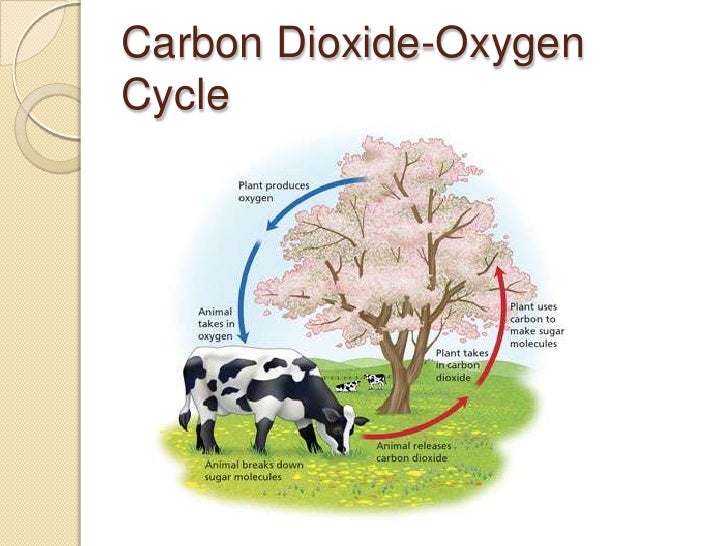 Ppt Ecol Photosynthesis