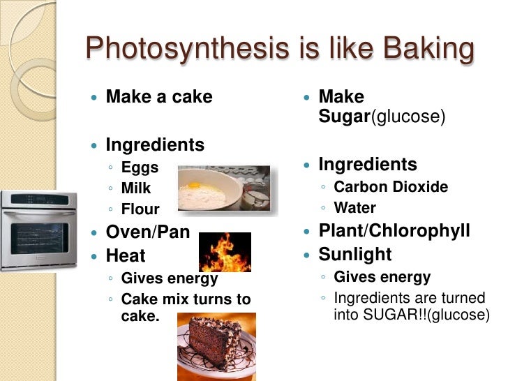 Ppt Ecol Photosynthesis