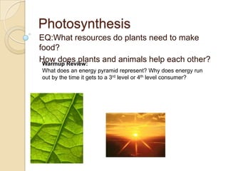 Photosynthesis EQ:What resources do plants need to make food? How does plants and animals help each other? Warmup Review: What does an energy pyramid represent? Why does energy run out by the time it gets to a 3rd level or 4th level consumer? 