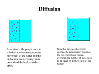 Diffusion
A substance, the purple dots, in
solution. A membrane prevents
movement of the water and the
molecules from crossing from
one side of the beaker to the
other.
Now that the gates have been
opened, the random movements of
the molecules have caused,
overtime, the number of molecules
to be equal on the two sides of the
barrier.
 