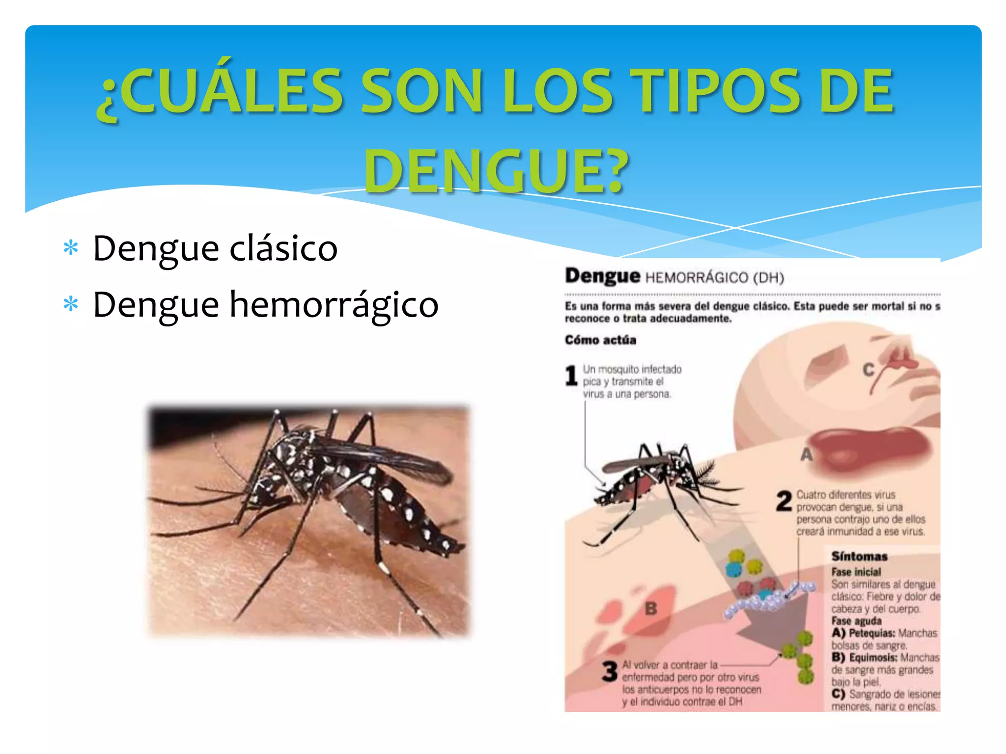Ppt educacion dengue