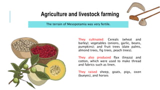 Agriculture and livestock farming
The terrain of Mesopotamia was very fertile.
They cultivated: Cereals (wheat and
barley); vegetables (onions, garlic, beans,
pumpkins); and fruit trees (date palms,
almond trees, fig trees, peach trees).
They also produced flax (linaza) and
cotton, which were used to make thread
and fabrics such as linen.
They raised sheep, goats, pigs, oxen
(bueyes), and horses
 