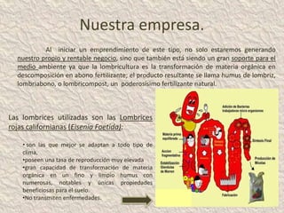 Nuestra empresa.
           Al iniciar un emprendimiento de este tipo, no solo estaremos generando
  nuestro propio y rentable negocio, sino que también está siendo un gran soporte para el
  medio ambiente ya que la lombricultura es la transformación de materia orgánica en
  descomposición en abono fertilizante; el producto resultante se llama humus de lombriz,
  lombriabono, o lombricompost, un poderosísimo fertilizante natural.



Las lombrices utilizadas son las Lombrices
rojas californianas (Eisenia Foetida):

    • son las que mejor se adaptan a todo tipo de
    clima,
    •poseen una tasa de reproducción muy elevada
    •gran capacidad de transformación de materia
    orgánica en un fino y limpio humus con
    numerosas, notables y únicas propiedades
    beneficiosas para el suelo.
    •No transmiten enfermedades.
 