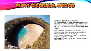 POR EJEMPLO, EN LAS ISLAS MARIETAS,
UN ARCHIPIÉLAGO DESHABITADO DE MÉXICO, EXISTE
UNA PEQUEÑA PLAYA ESCONDIDA, QUE PUEDE VERSE
POR UN GRAN AGUJERO PERO A LA QUE NO ES TAN
FÁCIL ACCEDER, YA QUE ES NECESARIO NADAR POR UN
TÚNEL.
ISLAS MARIETAS QUEDA CERCA DE SAYULITA, UNA
PEQUEÑA LOCALIDAD LOCALIZADA EN LA BAHÍA DE
BANDERAS EN EL SUR DEL ESTADO DE
NAYARIT. DURANTE LA TEMPORADA DE BALLENAS
PUEDEN VERSE GRAN CANTIDAD DE
EJEMPLARES JUGANDO Y SALTANDO EN LAS PLAYAS DE
DE ALREDEDOR.
 
