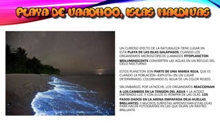 UN CURIOSO EFECTO DE LA NATURALEZA TIENE LUGAR EN
ESTA PLAYA DE LAS ISLAS GALÁPAGOS, CUANDO LOS
ORGANISMOS MICROSCÓPICOS LLAMADOS FITOPLANCTON
BIOLUMINISCENTE CONVIERTEN LAS AGUAS EN UN REFLEJO DEL
CIELO NOCTURNO.
ESTOS PLANCTON SON PARTE DE UNA MAREA ROJA, QUE ES
CUANDO LA POBLACIÓN «EXPLOTA» EN UN LUGAR
DETERMINADO, COLOREANDO EL AGUA DE UN COLOR ROJIZO.
SIN EMBARGO, POR LA NOCHE, LOS ORGANISMOS REACCIONAN
A LOS CAMBIOS EN LA TENSIÓN DEL AGUA Y LA ACIDEZ
EMITIENDO LUZ, Y CON ELLOS EL ROMPER DE LAS OLAS. LOS
PASOS DADOS EN LA ARENA EMPAPADA DEJA HUELLAS
BRILLANTES, Y MUCHOS SURFISTAS APROVECHAN ESTAS OLAS
PARA HACER FOTOGRAFÍAS EN LAS QUE DEJAN UN RASTRO
BRILLANTE.
 
