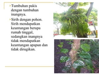 Tumbuhan    pakis
 dengan tumbuhan
 inangnya.
Sirih dengan pohon.
 Sirih mendapatkan
 keuntungan berupa
 rumah tinggal,
 sedangkan inangnya
 tidak mendapatkan
 keuntungan apapun dan
 tidak dirugikan.
 