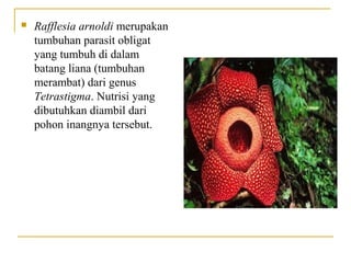    Rafflesia arnoldi merupakan
    tumbuhan parasit obligat
    yang tumbuh di dalam
    batang liana (tumbuhan
    merambat) dari genus
    Tetrastigma. Nutrisi yang
    dibutuhkan diambil dari
    pohon inangnya tersebut.
 