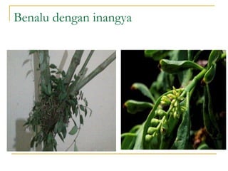 Benalu dengan inangya
 