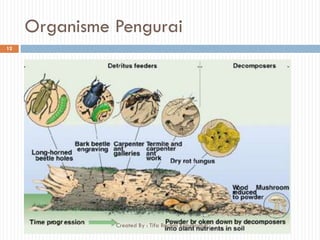 Organisme Pengurai
12
Created By : Tifa Rachmi Kusumastuti
 