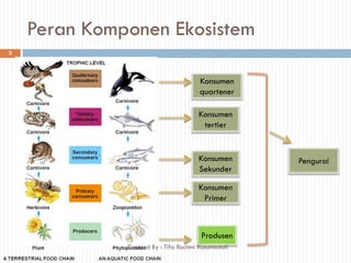 Peran Komponen Ekosistem
Produsen
Konsumen
Primer
Konsumen
Sekunder
Konsumen
tertier
Konsumen
quartener
Pengurai
3
Created By : Tifa Rachmi Kusumastuti
 