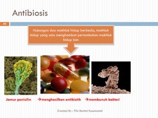 Antibiosis
Jamur penisilin menghasilkan antibiotik membunuh bakteri
Hubungan dua makhluk hidup berbeda, makhluk
hidup yang satu menghambat pertumbuhan makhluk
hidup lain
30
Created By : Tifa Rachmi Kusumastuti
 