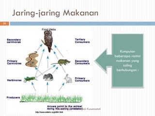 Jaring-jaring Makanan
Kumpulan
beberapa rantai
makanan yang
saling
berhubungan :
33
Created By : Tifa Rachmi Kusumastuti
 