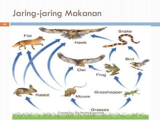 Jaring-jaring Makanan
34
Created By : Tifa Rachmi Kusumastuti
 