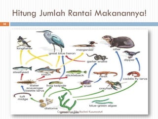 Hitung Jumlah Rantai Makanannya!
38
Created By : Tifa Rachmi Kusumastuti
 