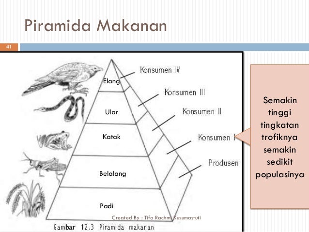 Ppt ekosistem kelas 7