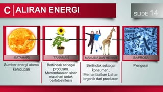 ALIRAN ENERGI SLIDE 14
MATAHARI
Sumber energi utama
kehidupan
TANAMAN MANUSIA DAN HEWAN SAPROBA
Bertindak sebagai
produsen.
Memanfaatkan sinar
matahari untuk
berfotosintesis
Bertindak sebagai
konsumen.
Memanfaatkan bahan
organik dari produsen
Pengurai
C
 