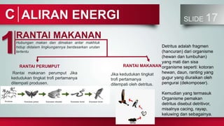 ALIRAN ENERGI SLIDE 17
C
RANTAI MAKANAN
1Hubungan makan dan dimakan antar makhluk
hidup didalam lingkungannya berdasarkan urutan
tertentu
Rantai makanan perumput Jika
kedudukan tingkat trofi pertamanya
ditempati produsen.
RANTAI PERUMPUT RANTAI MAKANAN
Jika kedudukan tingkat
trofi pertamanya
ditempati oleh detritus.
Detritus adalah fragmen
(hancuran) dari organisme
(hewan dan tumbuhan)
yang mati dan sisa
organisme seperti: kotoran
hewan, daun, ranting yang
gugur yang diuraikan oleh
pengurai (dekomposer).
Kemudian yang termasuk
Organisme pemakan
detritus disebut detritivor,
misalnya cacing, rayap,
keluwing dan sebagainya.
 