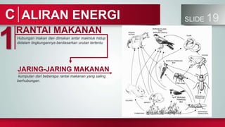 ALIRAN ENERGI SLIDE 19
C
RANTAI MAKANAN
1Hubungan makan dan dimakan antar makhluk hidup
didalam lingkungannya berdasarkan urutan tertentu
JARING-JARING MAKANAN
kumpulan dari beberapa rantai makanan yang saling
berhubungan.
 