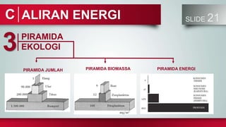 ALIRAN ENERGI SLIDE 21
C
PIRAMIDA
EKOLOGI
3
PIRAMIDA BIOMASSA
PIRAMIDA JUMLAH PIRAMIDA ENERGI
 