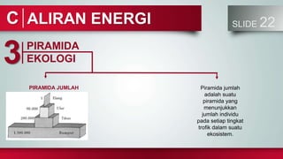 ALIRAN ENERGI SLIDE 22
C
PIRAMIDA
EKOLOGI
3
PIRAMIDA JUMLAH Piramida jumlah
adalah suatu
piramida yang
menunjukkan
jumlah individu
pada setiap tingkat
trofik dalam suatu
ekosistem.
 