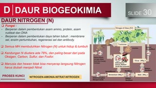 DAUR BIOGEOKIMIA SLIDE 30
D
DAUR NITROGEN (N)
PROSES KUNCI
 Fungsi :
- Berperan dalam pembentukan asam amino, protein, asam
nukleat dan DNA
- Berperan dalam pembentukan daya tahan tubuh : membrane
sel, enzim pertumbuhan, regenerasi sel dan antibody.
NITROGEN-AMONIA-NITRAT-NITROGEN
 Semua MH membutuhkan Nitrogen (N) untuk hidup & tumbuh
 Kandungan N diudara ada 78%, dan paling besar dari pada
Oksigen, Carbon, Sulfur, dan Fosfor.
 Manusia dan hewan tidak bisa menyerap langsung Nitrogen
harus diubah menjadi Nitrat
 