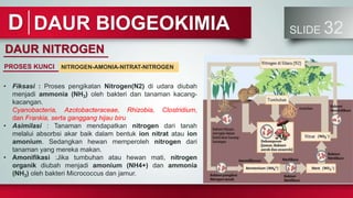 DAUR BIOGEOKIMIA SLIDE 32
D
DAUR NITROGEN
PROSES KUNCI
• Fiksasi : Proses pengikatan Nitrogen(N2) di udara diubah
menjadi ammonia (NH3) oleh bakteri dan tanaman kacang-
kacangan.
Cyanobacteria, Azotobacteraceae, Rhizobia, Clostridium,
dan Frankia, serta ganggang hijau biru
• Asimilasi : Tanaman mendapatkan nitrogen dari tanah
melalui absorbsi akar baik dalam bentuk ion nitrat atau ion
amonium. Sedangkan hewan memperoleh nitrogen dari
tanaman yang mereka makan.
• Amonifikasi :Jika tumbuhan atau hewan mati, nitrogen
organik diubah menjadi amonium (NH4+) dan ammonia
(NH3) oleh bakteri Micrococcus dan jamur.
NITROGEN-AMONIA-NITRAT-NITROGEN
 