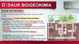 DAUR BIOGEOKIMIA SLIDE 33
D
DAUR NITROGEN
PROSES KUNCI
Nitrogen merupakan bagian dari asam amino, protein dan asam
nukleat
• - Nitrifikasi : bakteri nitrit seperti spesies Nitrosomonas dan
Nitrosococus akan mengoksidasi amonium (NH4 +) menjadi
nitrit (NO2-) yang disebut proses NITRITASI .
Selanjutnya bakteri nitrat seperti Nitrobacter akan mengoksidasi
nitrit (NO2-) menjadi menjadi nitrat (NO3-) yang disebut proses
NITRATASI .
- Proses Nitratasi dan Nitritasi disebut Nitrifikasi
• Denitrifikasi :proses reduksi nitrat untuk kembali menjadi gas
nitrogen (N2) dan dilepaskan ke udara, untuk
menyelesaikan siklus nitrogen. Proses ini dilakukan oleh spesies
bakteri seperti Pseudomonas dan Clostridium dalam kondisi
anaerobik.
NITROGEN-AMONIA-NITRAT-NITROGEN
 
