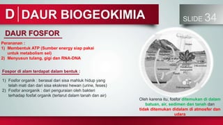 DAUR BIOGEOKIMIA SLIDE 34
D
DAUR FOSFOR
Fospor di alam terdapat dalam bentuk :
Perananan :
1) Membentuk ATP (Sumber energy siap pakai
untuk metabolism sel)
2) Menyusun tulang, gigi dan RNA-DNA
Oleh karena itu, fosfor ditemukan di dalam
batuan, air, sedimen dan tanah dan
tidak ditemukan didalam di atmosfer dan
udara
1) Fosfor organik : berasal dari sisa mahluk hidup yang
telah mati dan dari sisa ekskresi hewan (urine, feses)
2) Fosfor anorganik : dari penguraian oleh bakteri
terhadap fosfat organik (terlarut dalam tanah dan air)
 